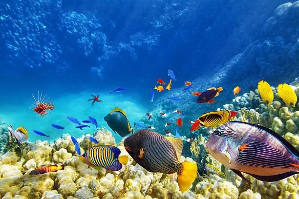 沖縄美ら海水族館 カラフルな熱帯魚 子連れ観光