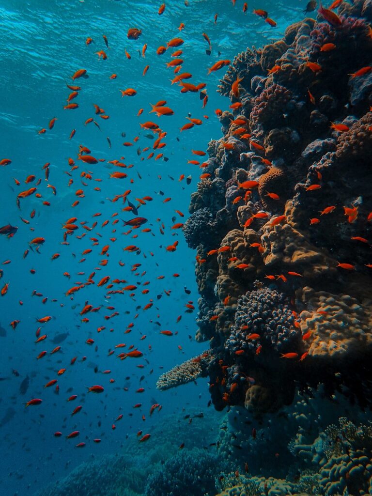 沖縄の海中に広がるサンゴ礁と熱帯魚の群れ