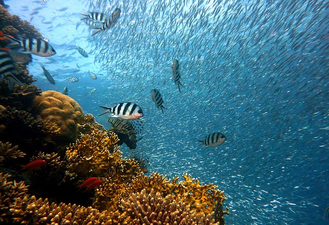 沖縄の海で泳ぐ熱帯魚の群れとサンゴ礁