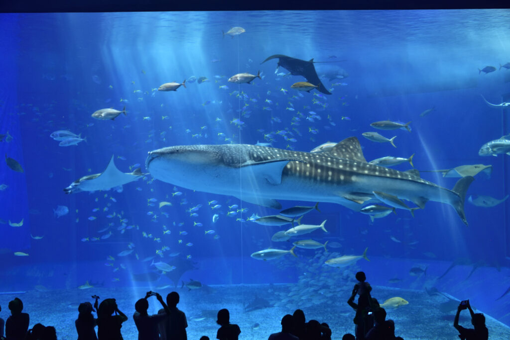 美ら海水族館のジンベエザメと黒潮の海水槽