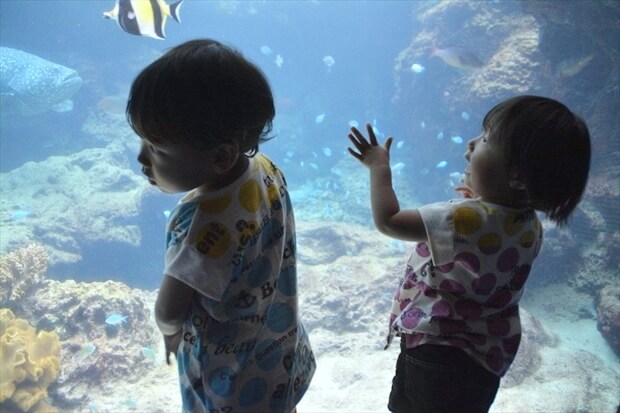 水族館の水槽を興味深そうに見る子供たち